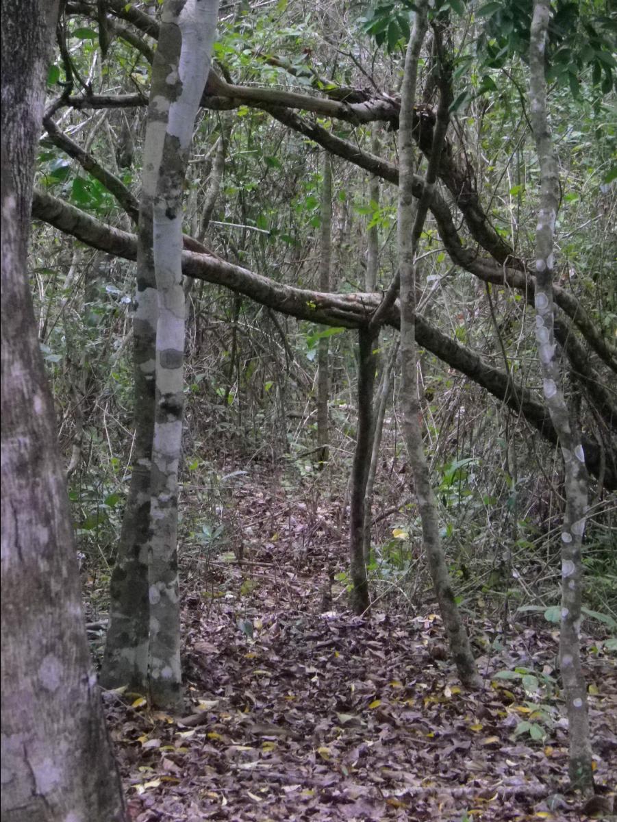 Mayan Culture053